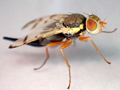 Urophora stylata